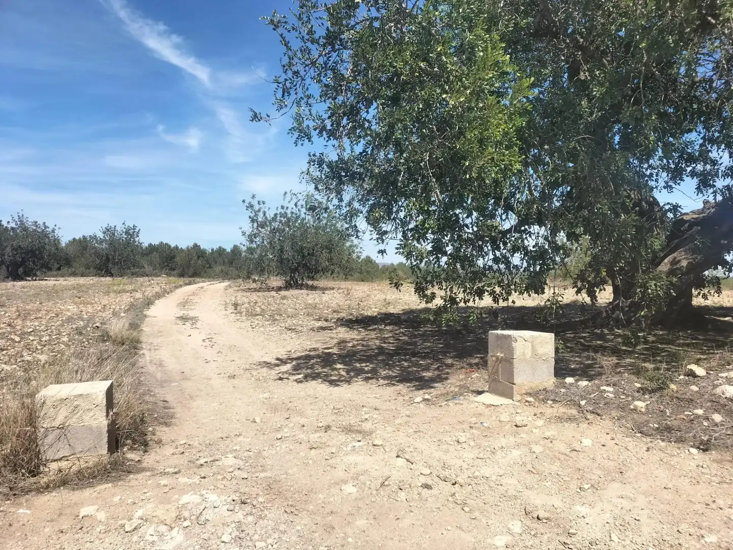 Terreno rustico in vendita a Polígono 10 Parcela 488 LA LOMA. NAVARRES (VALENC, imagen 4