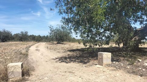 Foto 4 de Terreny en venda a Polígono 10 Parcela 488 la Loma. Navarres (valenc, Navarrés, Valencia