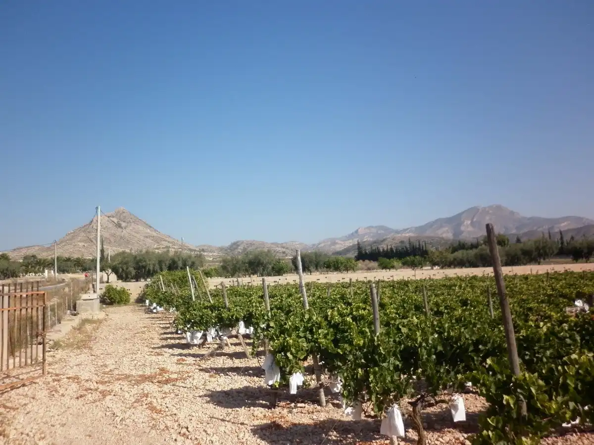 Rural land for sale in Novelda, imagen 8
