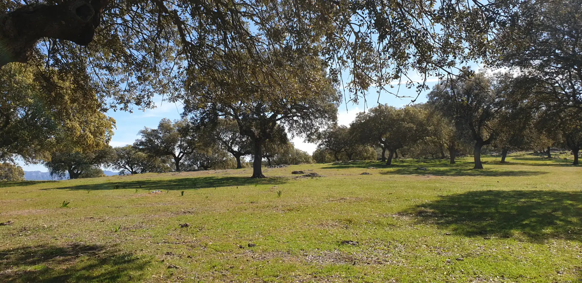 Terreno rustico in vendita a Villanueva de la Serena, imagen 9