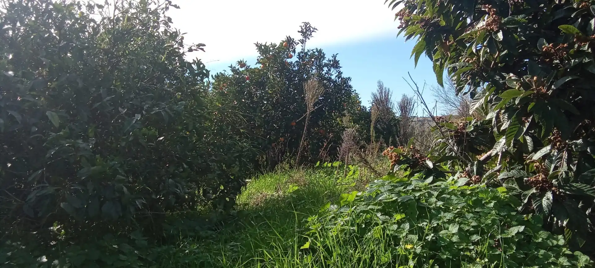 Casa rústica en venda a Vejer, imagen 29
