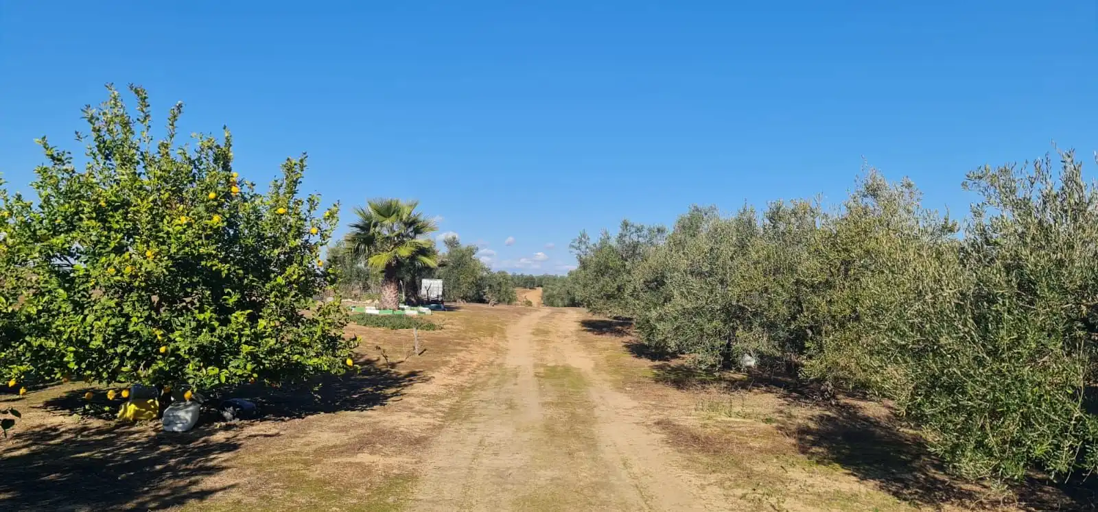 Terreny rústic en venda a Carretera ROCIANA DE CONDADO A VILLARRASA