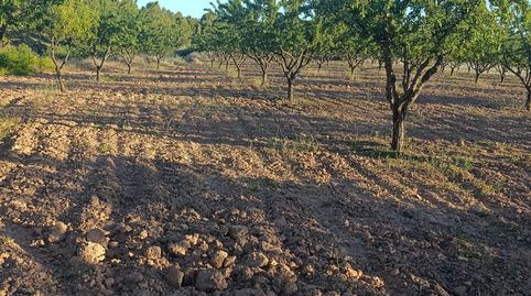 FINCA DE 18.511 METROS CON PLANTACION DE ALMENDROS EN PRODUCCION, immagine 2