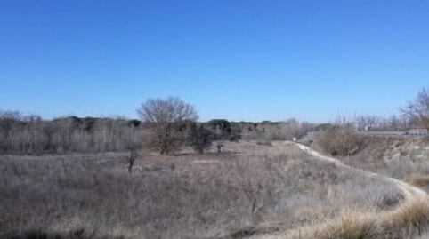 Parcela Rustica en Tudela de Duero, imagen 2