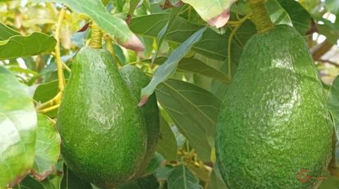 Photo 2 of Country homes for sale in Los Tablones - La Garnatilla, Motril