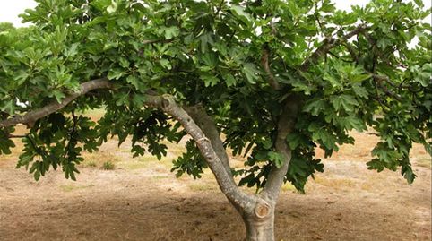 TERRENO RÚSTICO CON OLIVOS, immagine 5