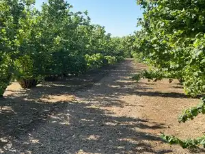Terreno rustico in vendita a Carrer Sant Pere 1, imagen 7