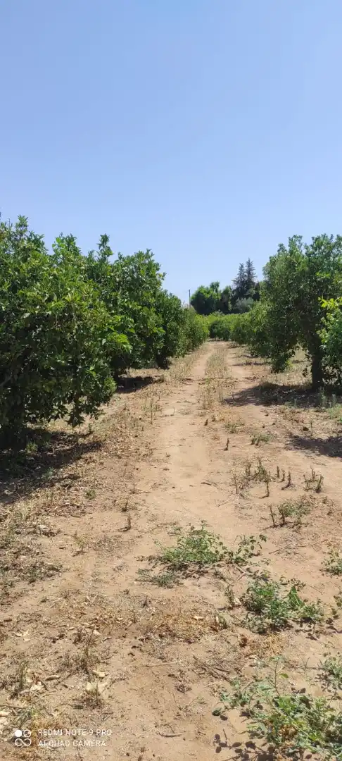 Terreno rustico in vendita a Ardelejos - Cuesta de la Palma - Buenavista, imagen 3