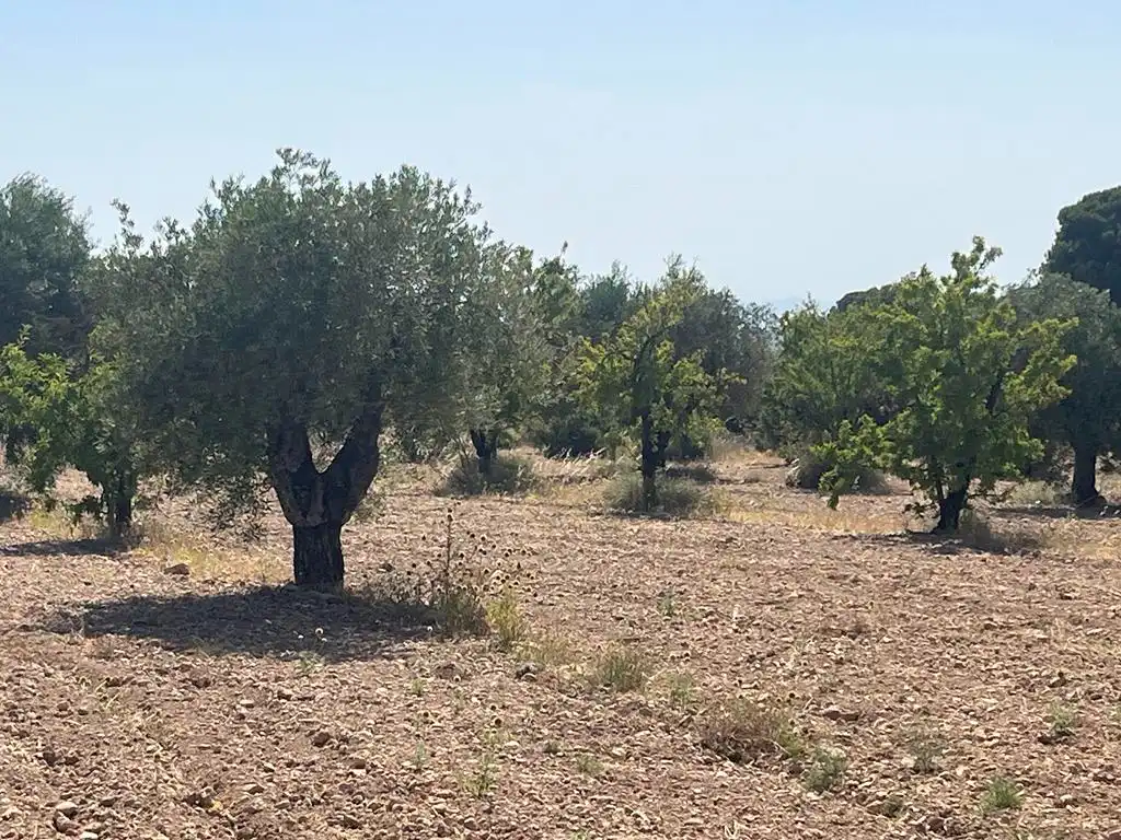 Terreny en venda en Hellín