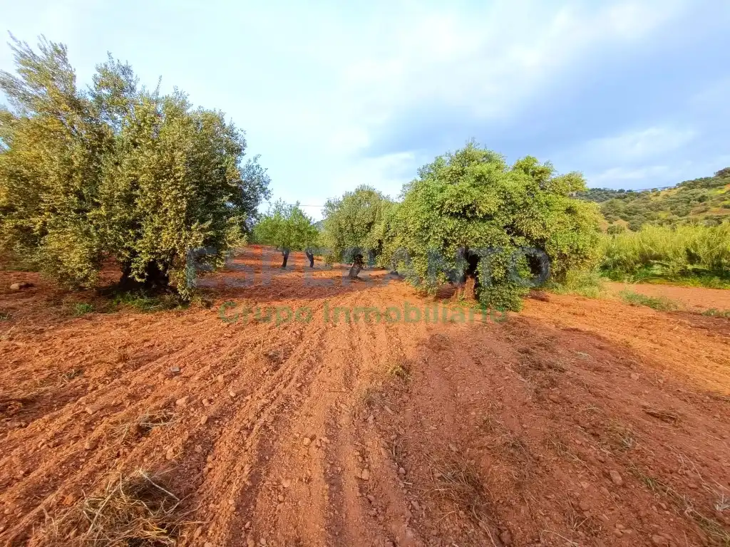 Terrenys i solars en venda a Partida Llano Comisario