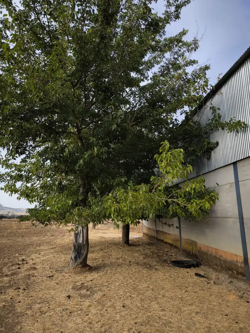 Vista exterior de Finca rústica en venda en El Viso de San Juan