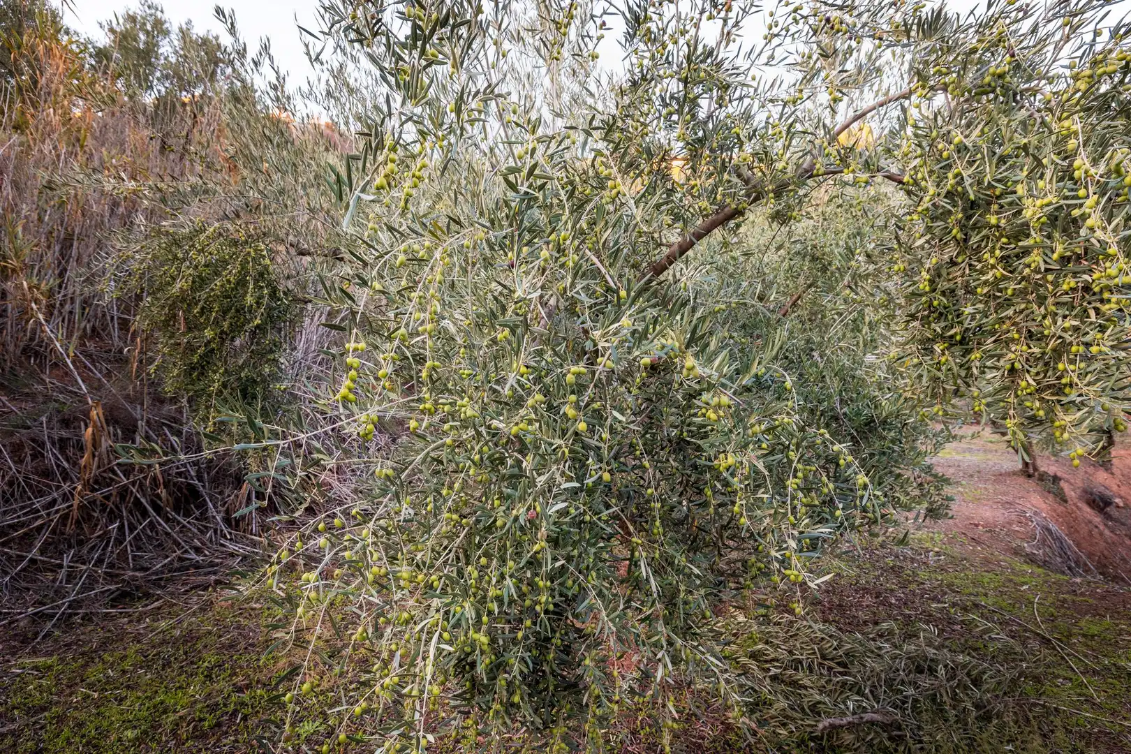 Jardí de Casa o xalet en venda en Cogollos de la Vega