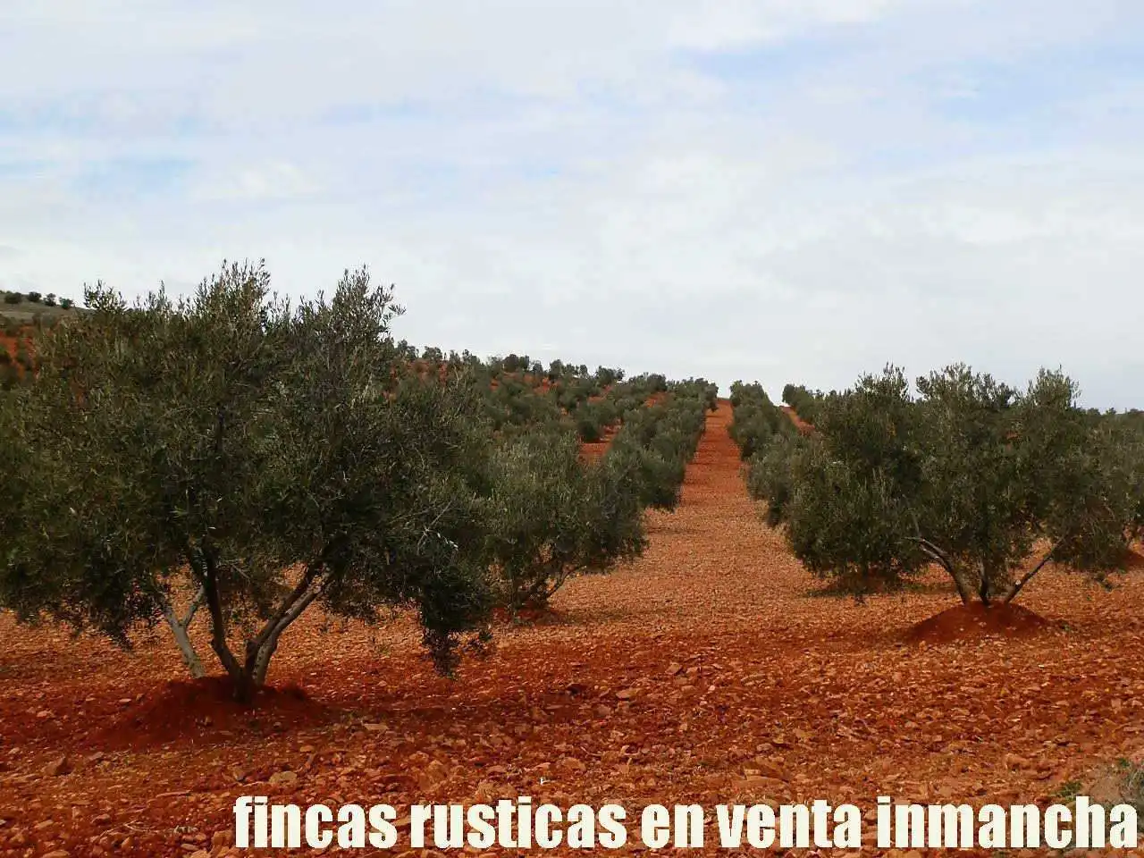 Rural land for sale in Valdepeñas, imagen 4