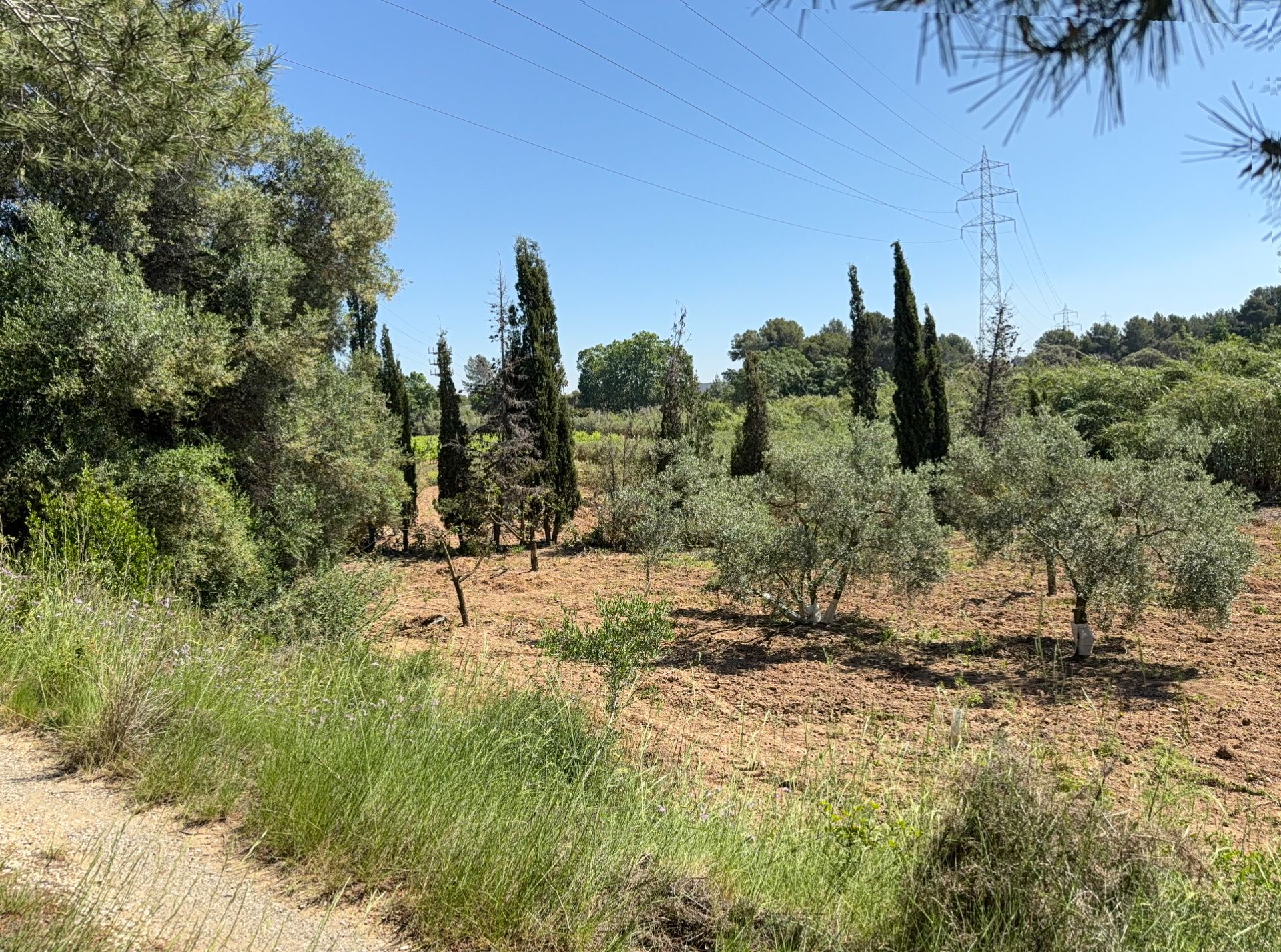 Land for sale in L'Arboç