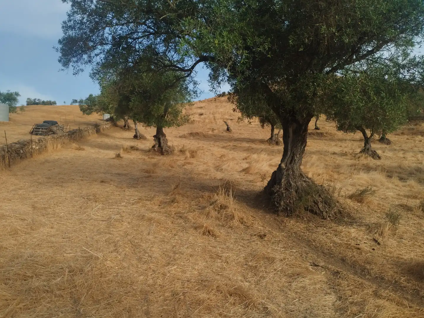 Terreni e lotti in vendita a Jerez de los Caballeros, imagen 6