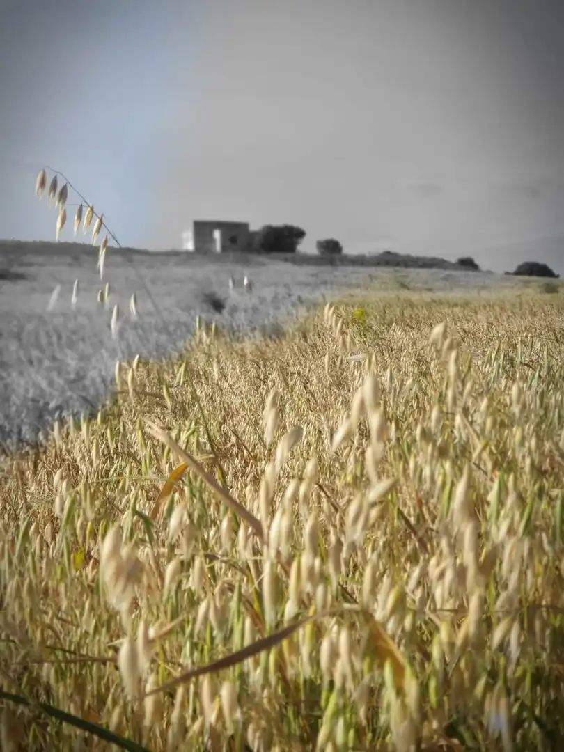 Terrenys i solars en venda a Medina Sidonia, imagen 5