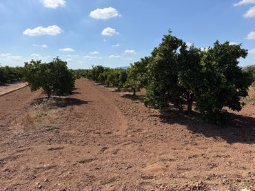 Terreno rustico in vendita a Benaguasil