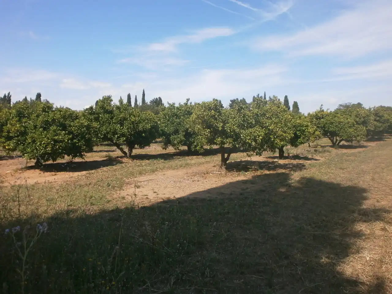 Rural land for sale in Vial Camino 1