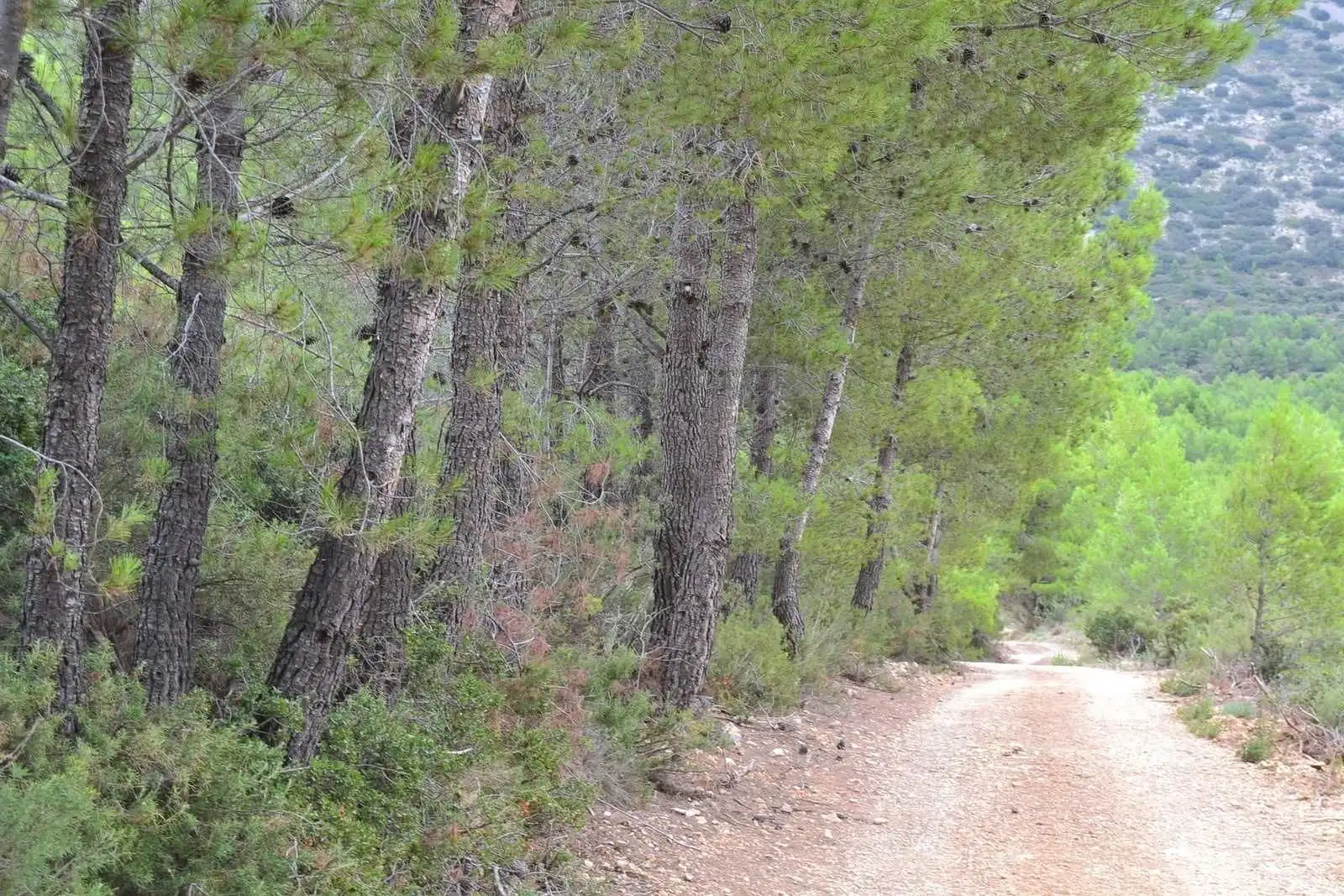 Vista exterior de Finca rústica en venda en Sella