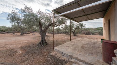 Finca de olivos con posibilidad de agua de riego, immagine 3