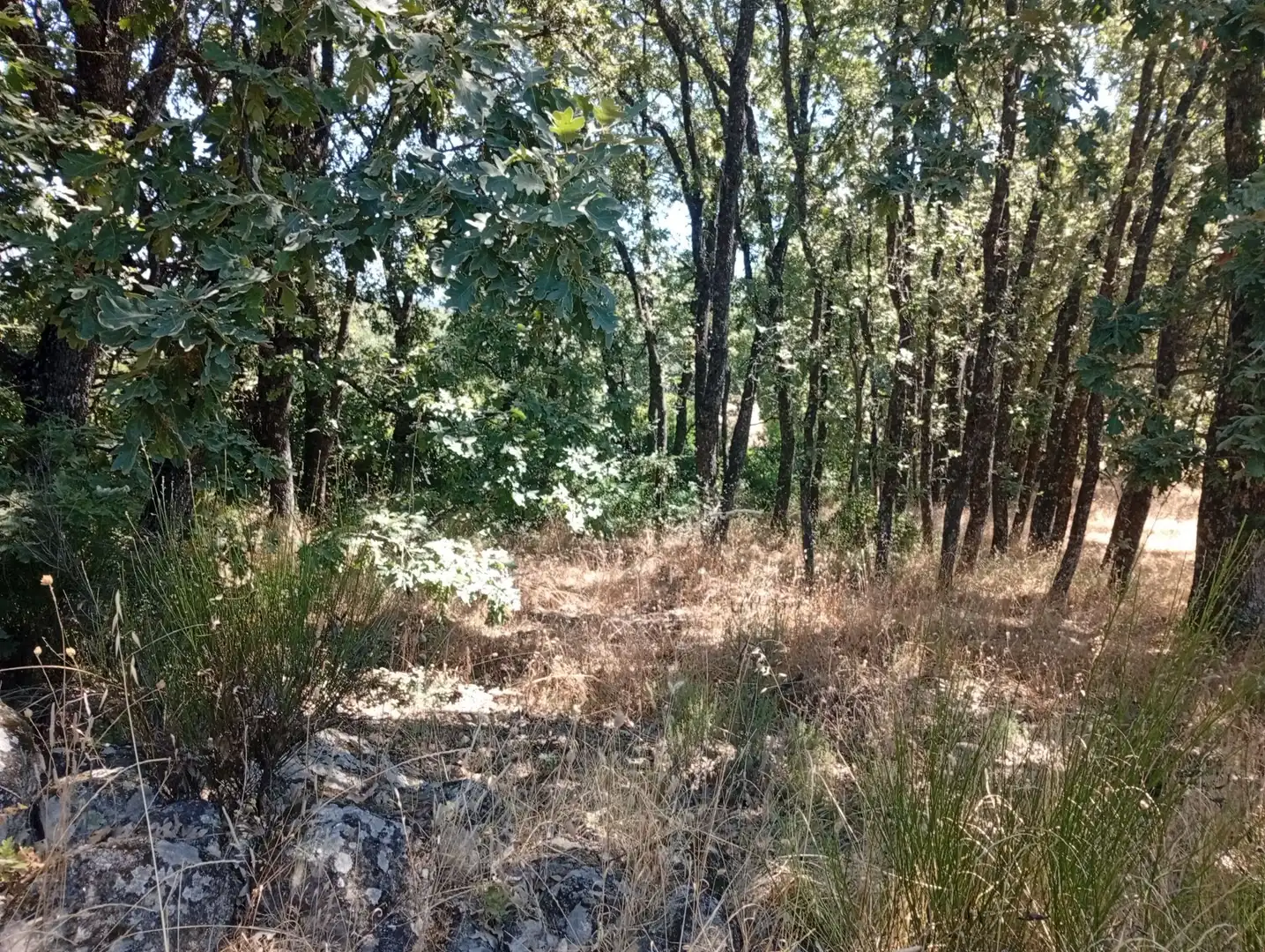 Terreni e lotti in vendita a Villanueva de la Vera, imagen 14