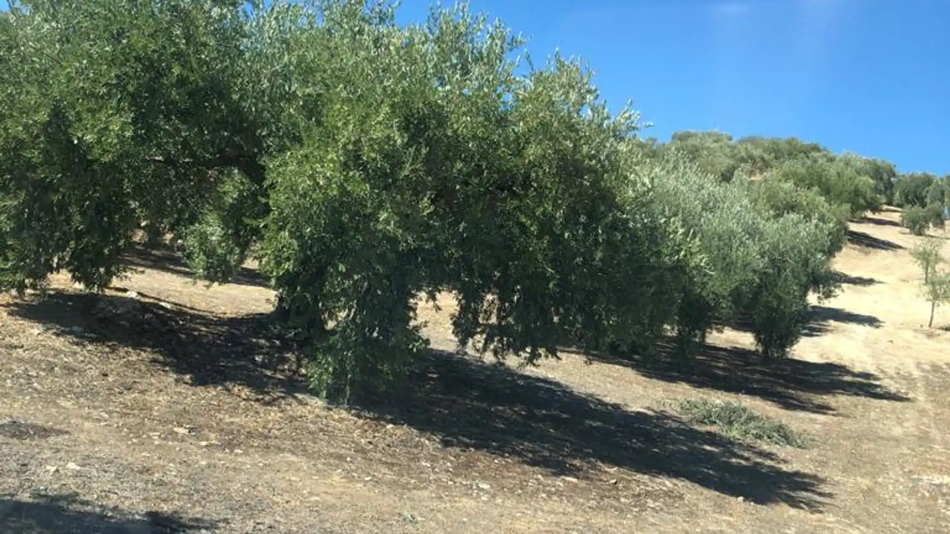 Terreno en venta en Luque