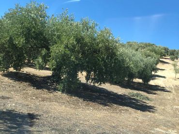 Terreno rustico in vendita a Luque