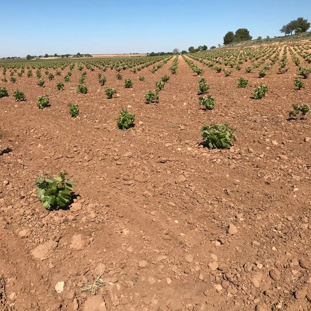 Terrenys i solars en venda a Mota del Cuervo, imagen 15