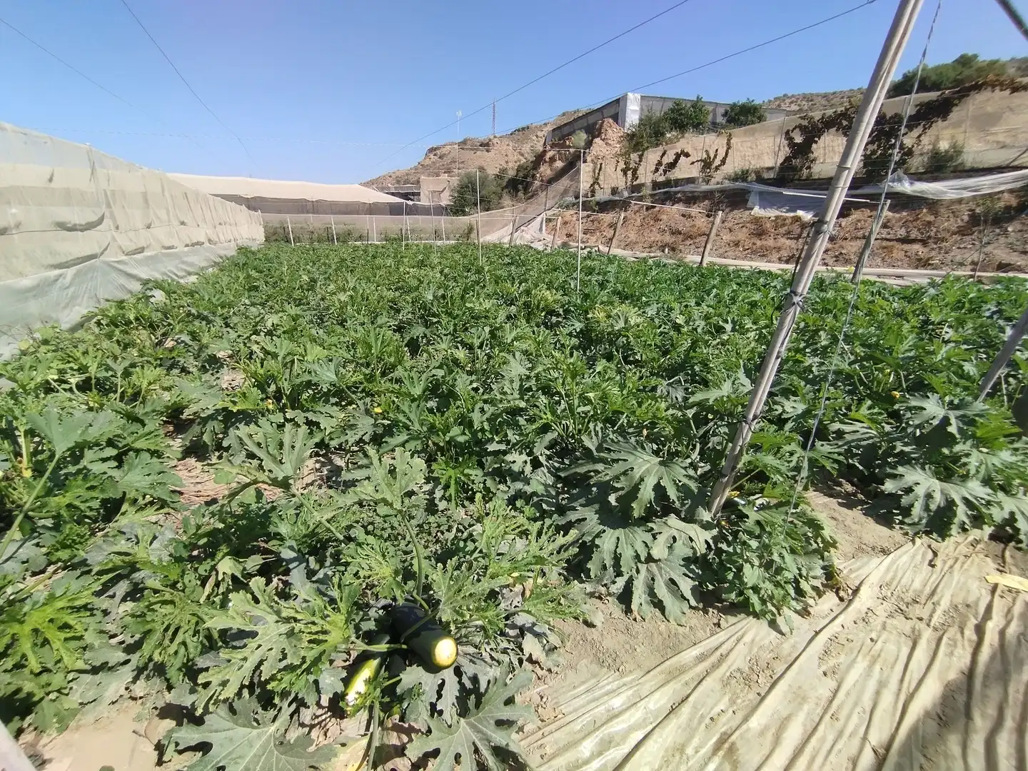 Terreno rustico in vendita a Santa Fe de Mondújar, imagen 23
