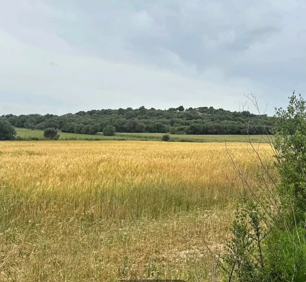 Rustikales Grundstück zum Verkauf in Vilafranca de Bonany, imagen 7