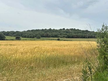 Terreno rustico in vendita a Vilafranca de Bonany