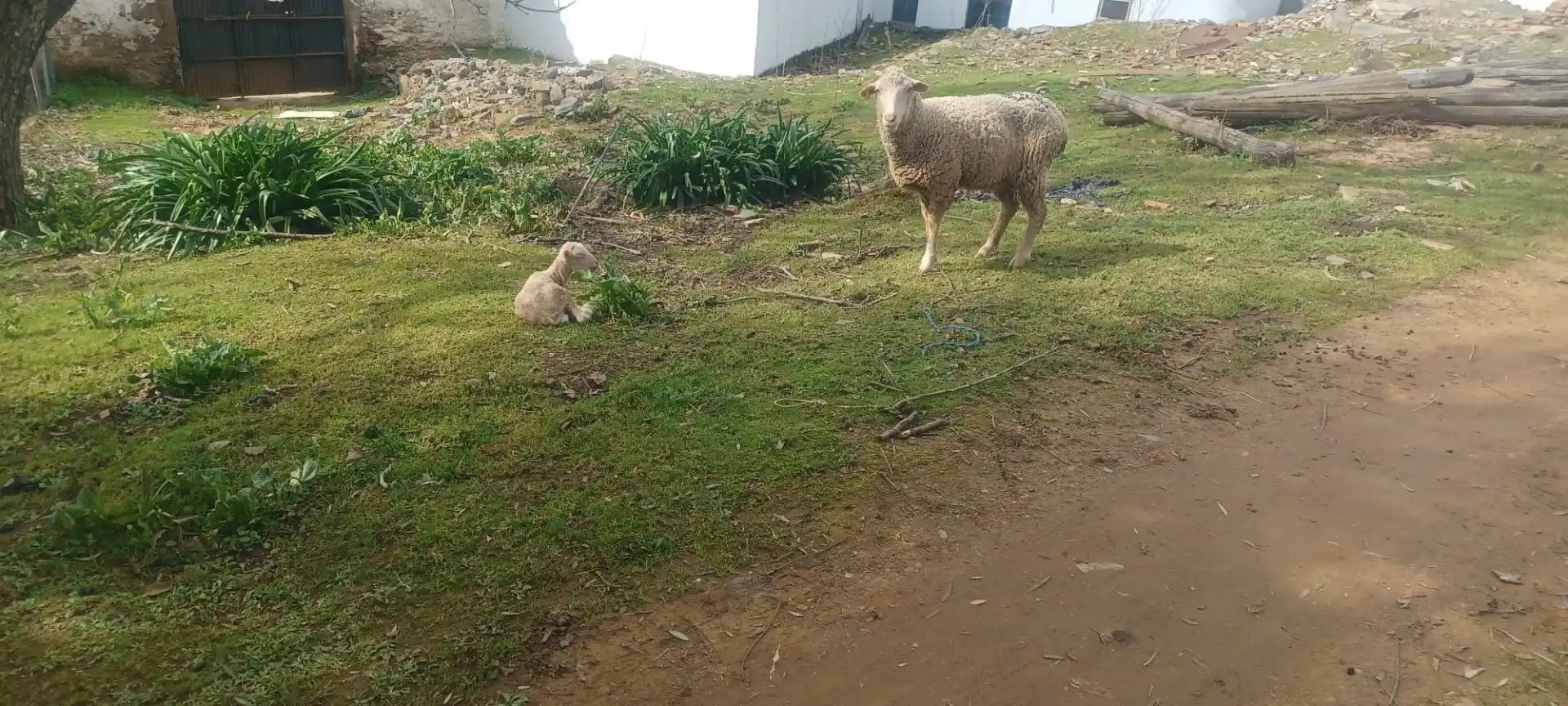 Terreni e lotti in vendita a Constantina, imagen 28