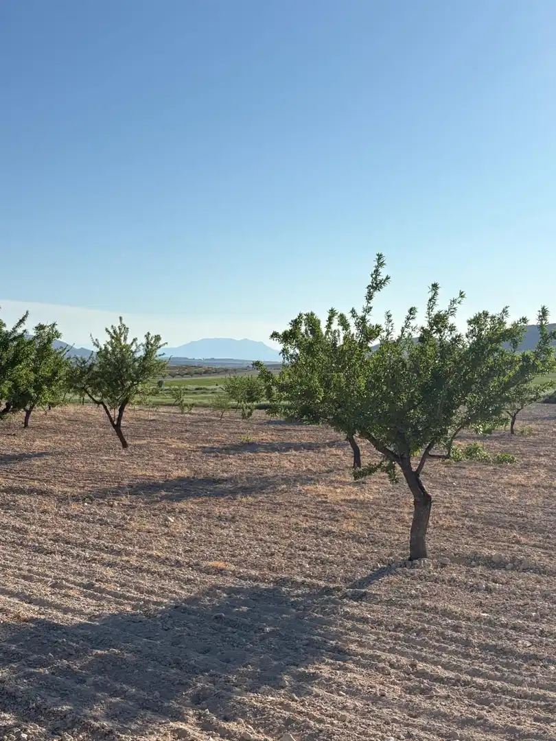 Country house for sale in Jumilla, imagen 48