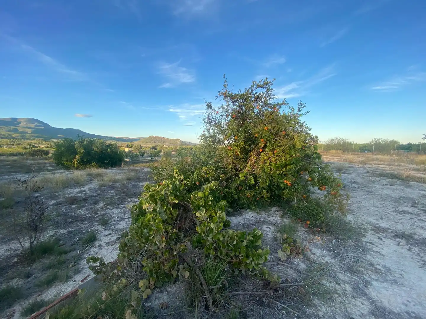Residential land for sale in Moratalla, imagen 15