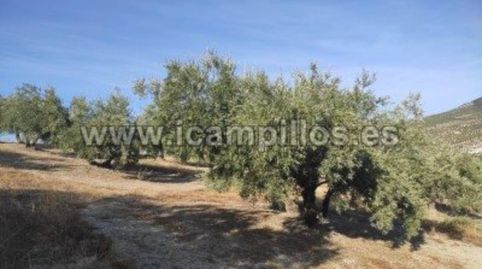 2 FANEGAS MARTEÑO, immagine 3