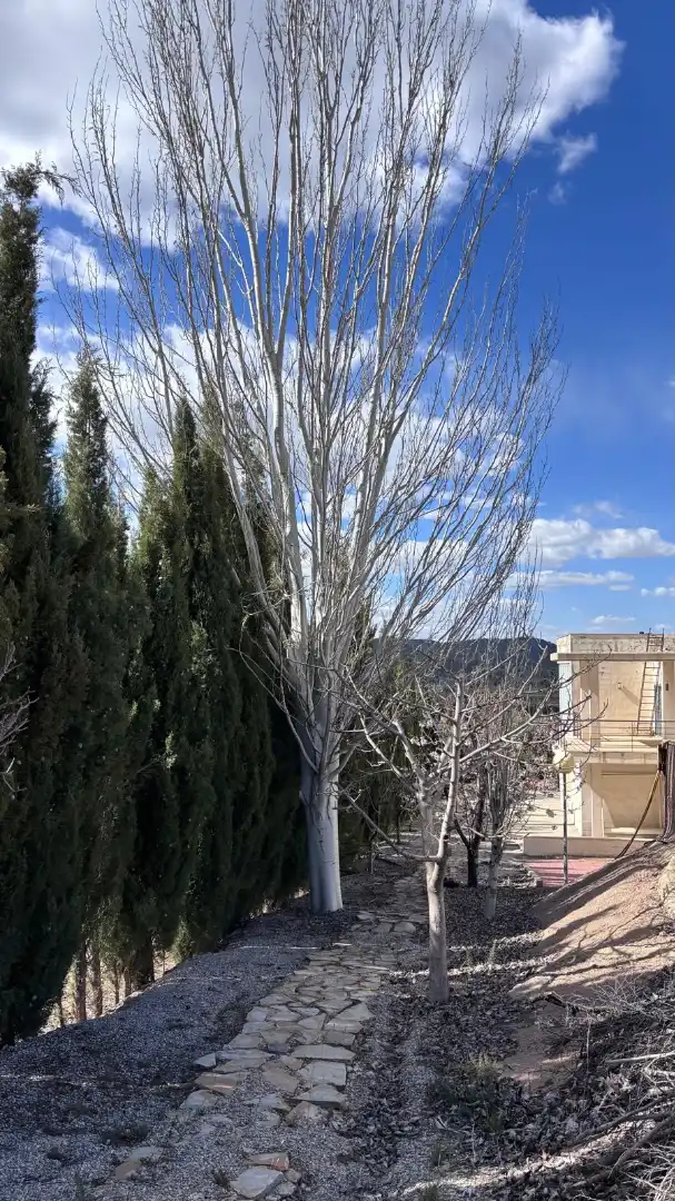 Vista exterior de Casa o xalet en venda en Cehegín amb Aire condicionat, Calefacció i Jardí privat