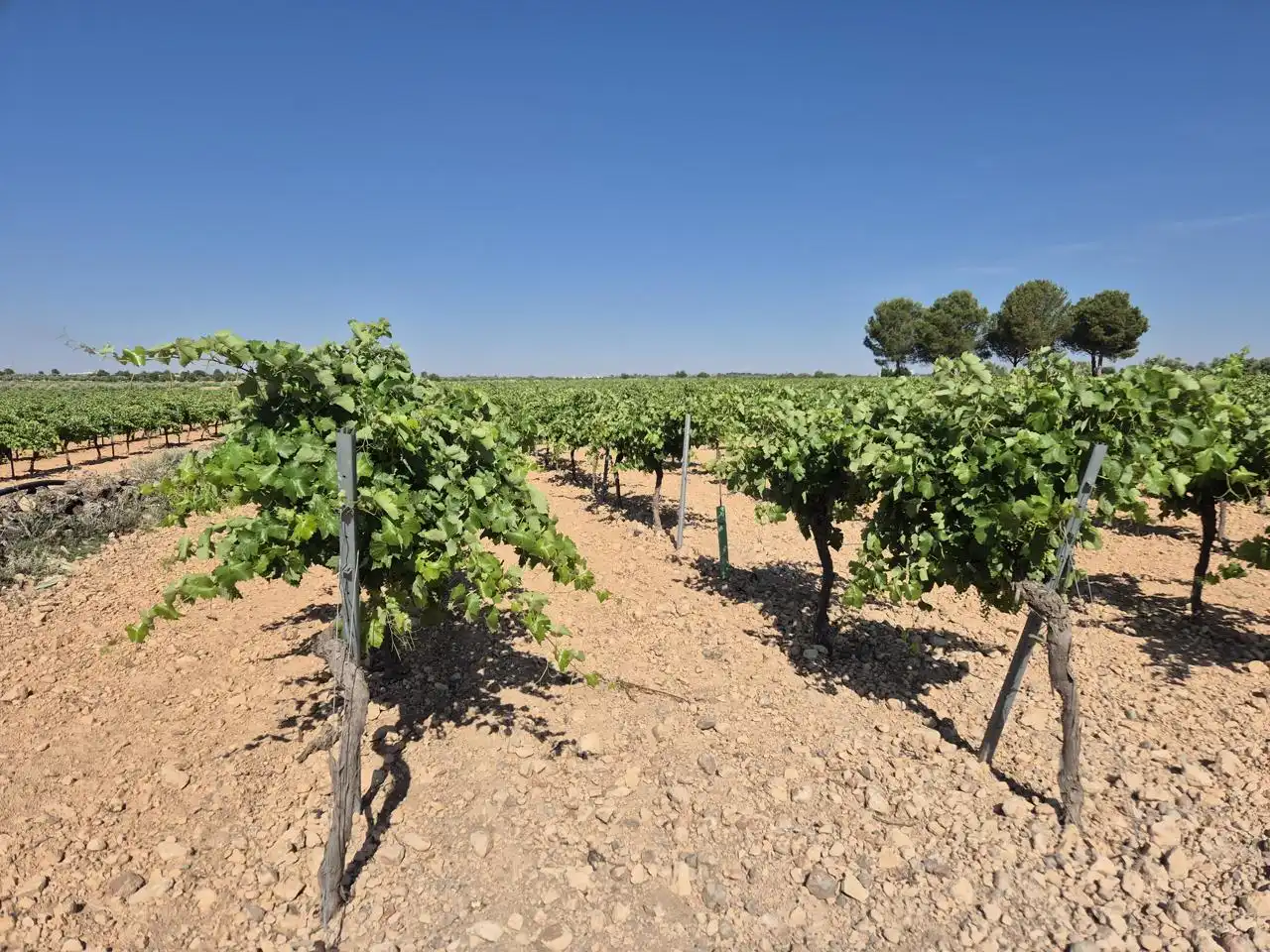 Terreno rustico in vendita a Las Colinas, imagen 28