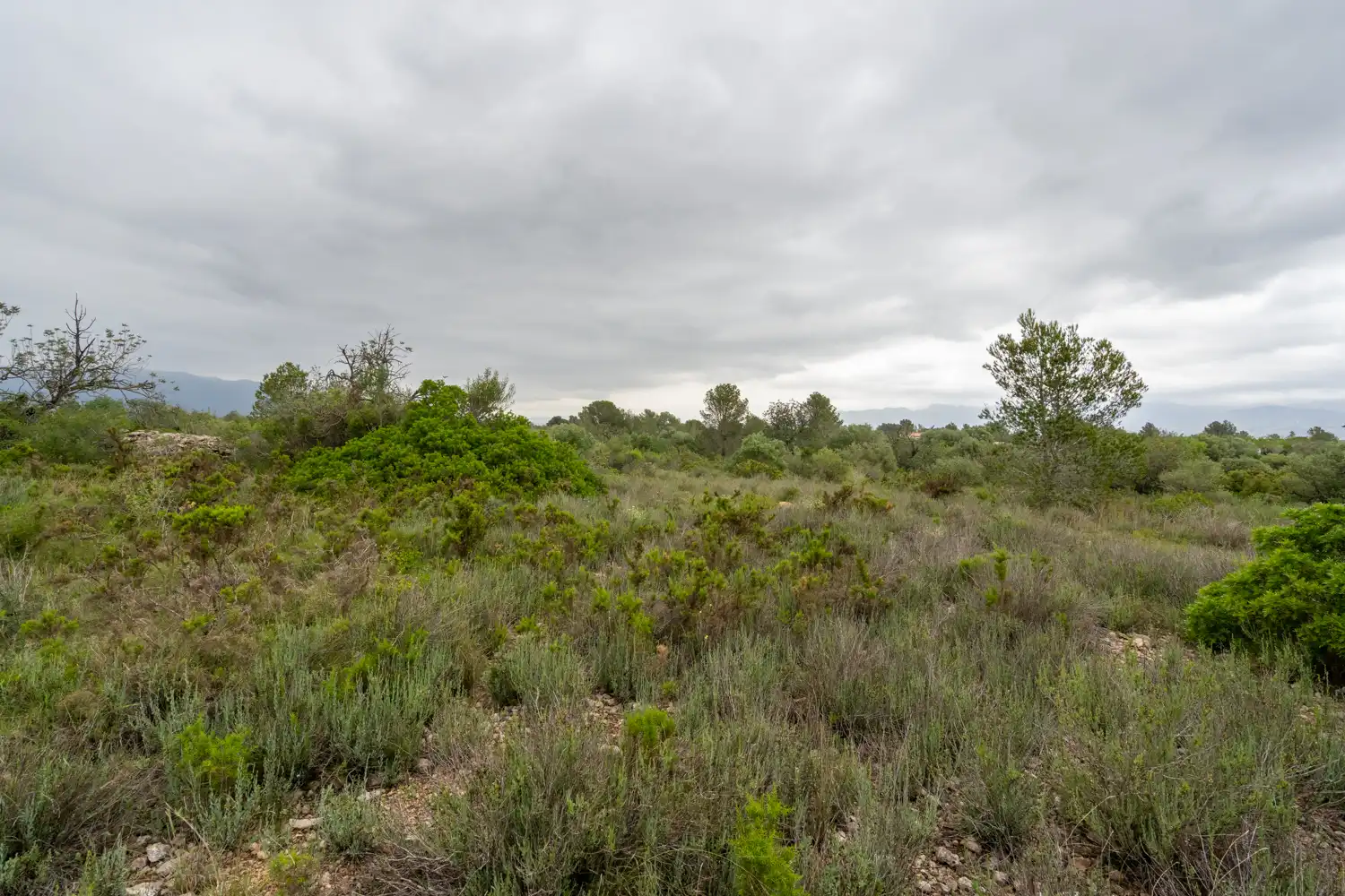 Terrain rustique à vendre à Camí Vell del Cementiri 4, imagen 8