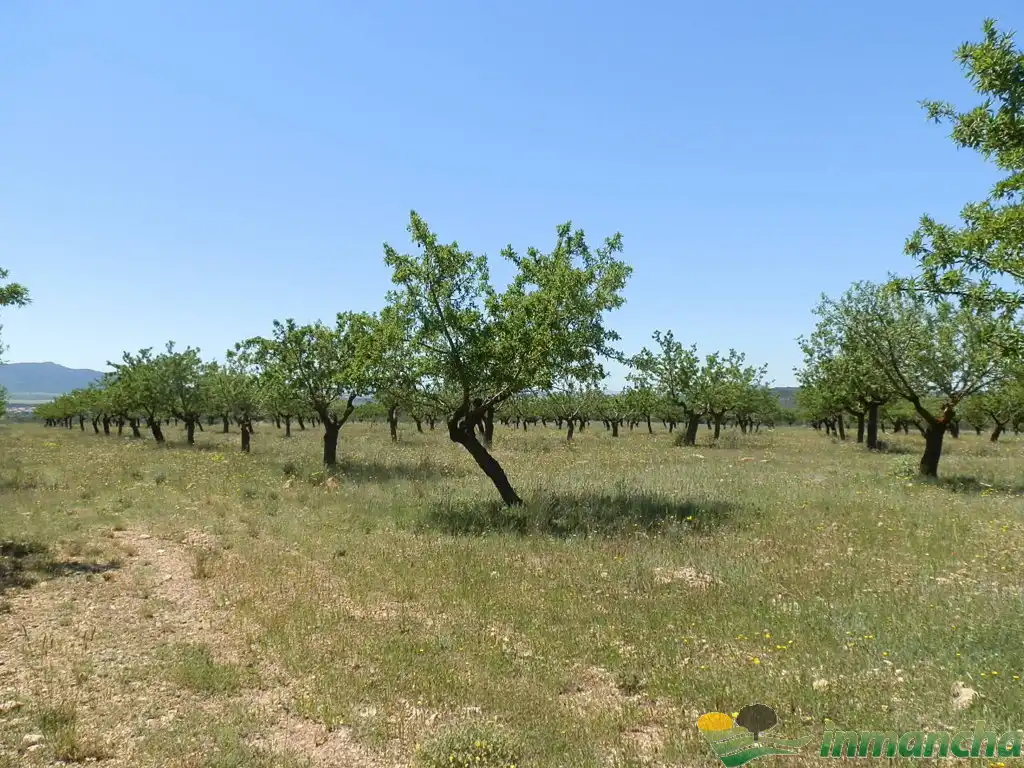 Terreni e lotti in vendita a Almansa, imagen 13