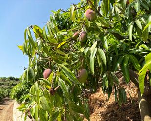 Jardí de Finca rústica en venda en Vélez-Málaga amb Terrassa, Traster i Piscina