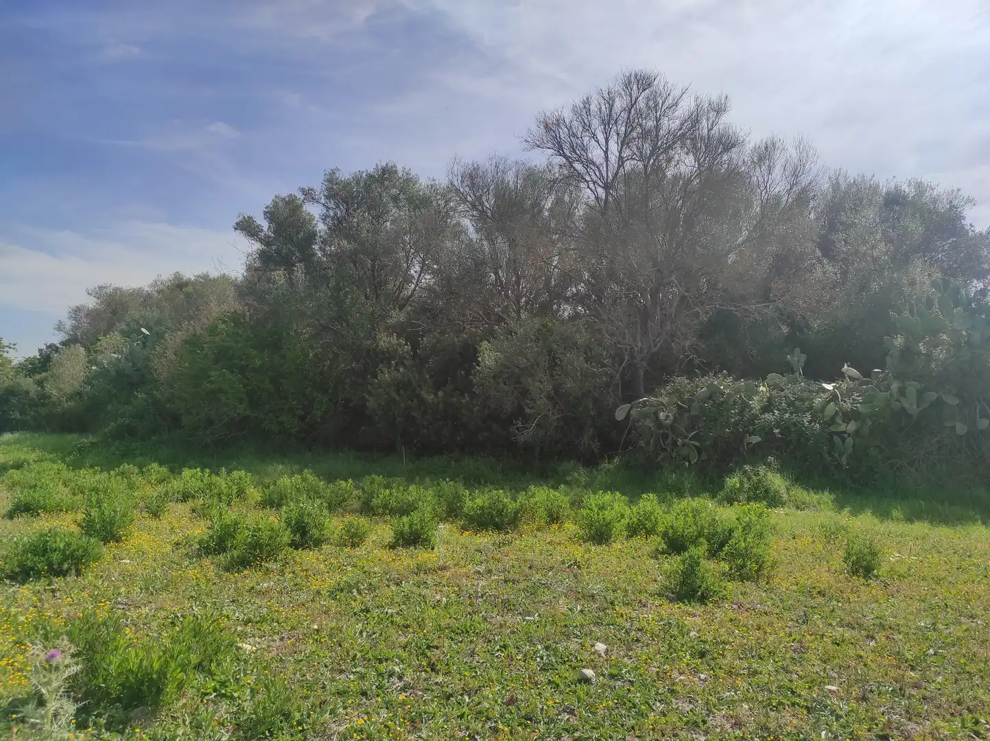 Terreno residencial en venta en Sineu, imagen 17