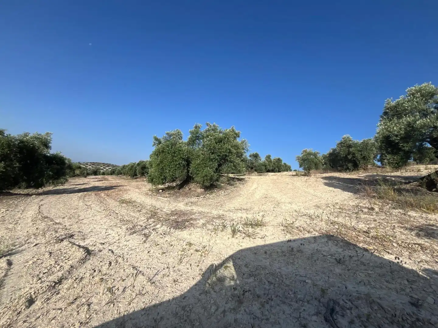 Finca rústica en venta en Lucena