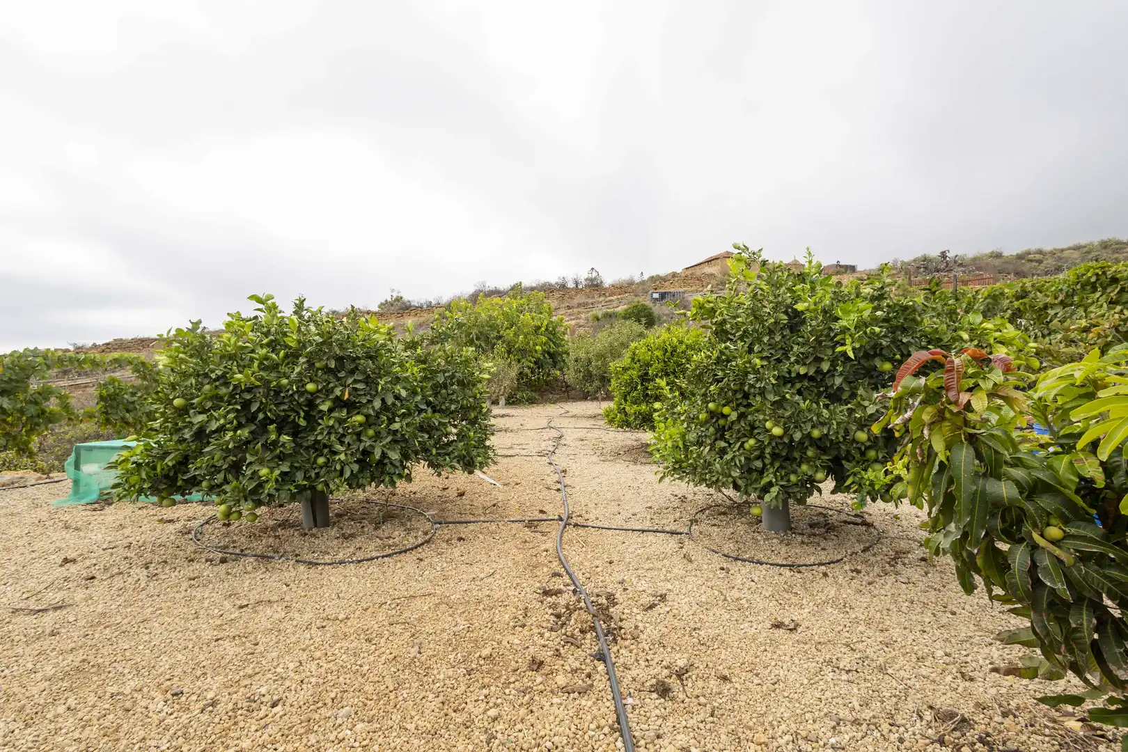 Terreno rustico in vendita a Calle San Bartolomé, imagen 21