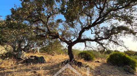 Photo 4 of Land for sale in  Guillena, Guillena pueblo, Sevilla