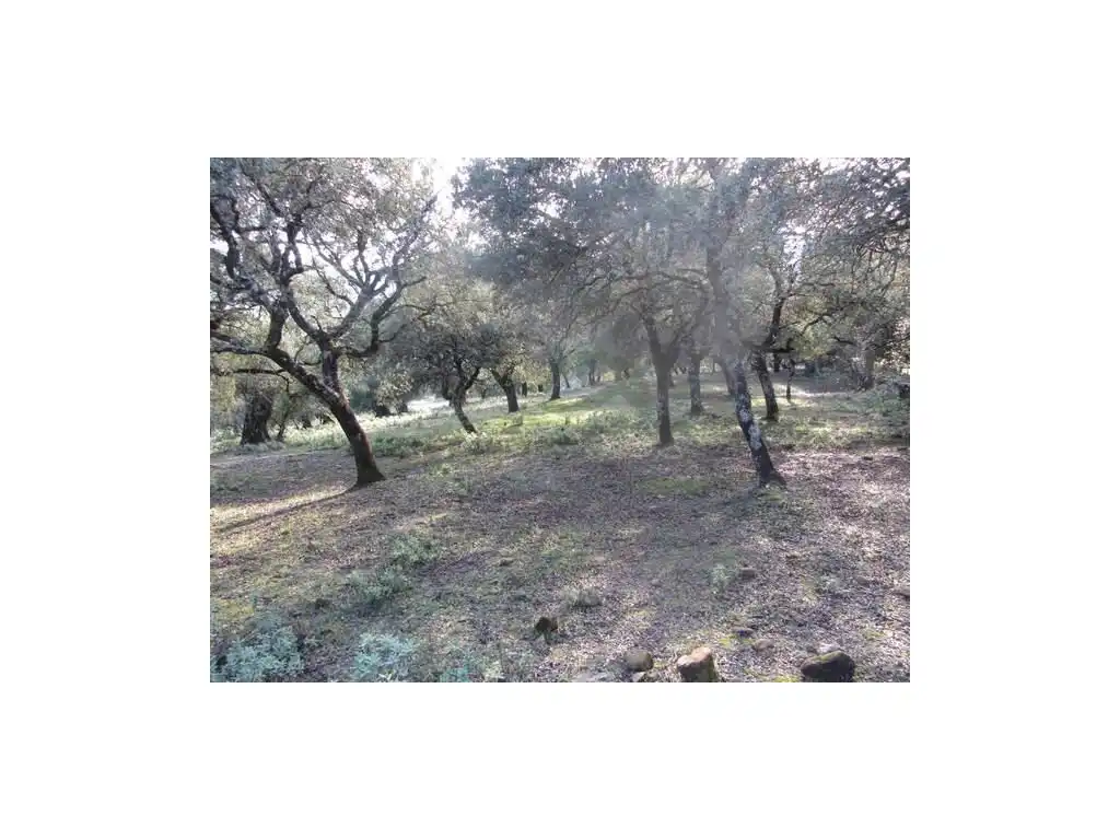 House for sale in Gaucín, imagen 8