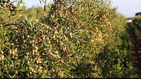 SE VENDE FINCA DE REGADIO, immagine 5