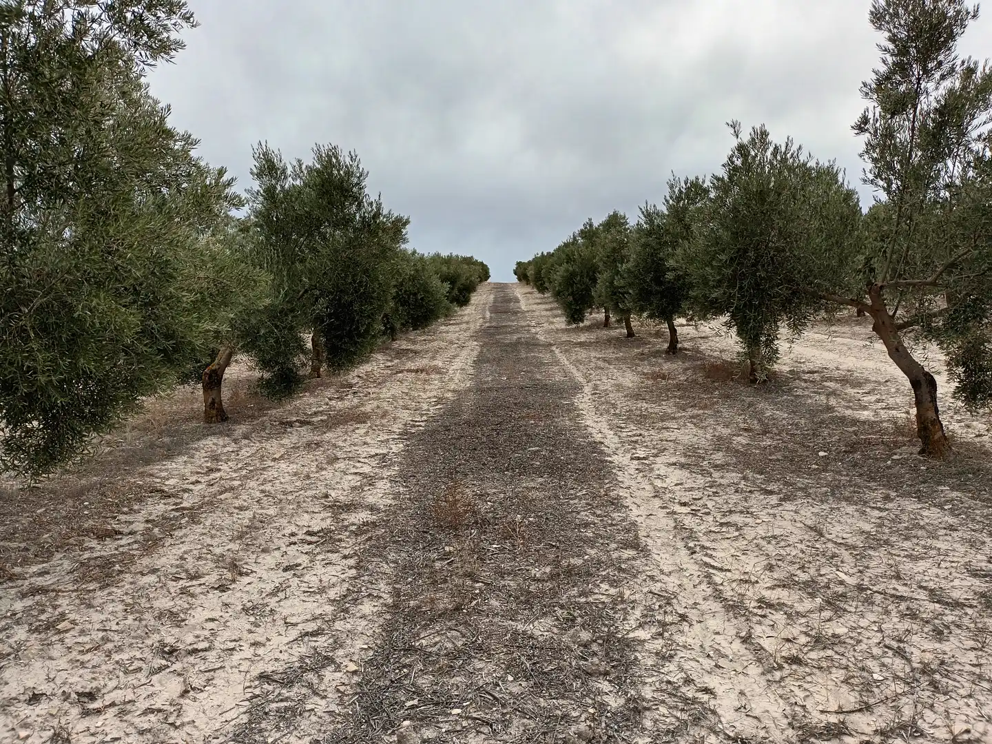 Terreno en venta en Cabra del Santo Cristo