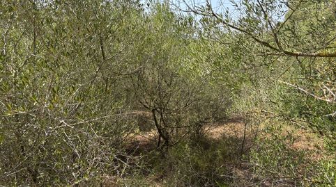 Foto 2 de Residencial en venta en Felanitx Poble, Felanitx