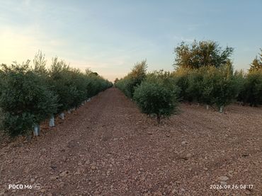 Terreno rustico in vendita a Calle García Pavón 112