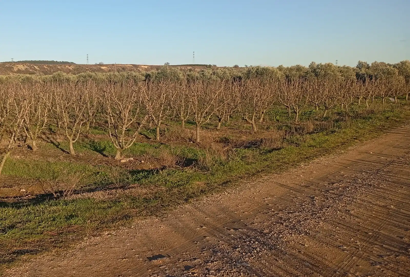 Rural land for sale in Mendavia, imagen 3